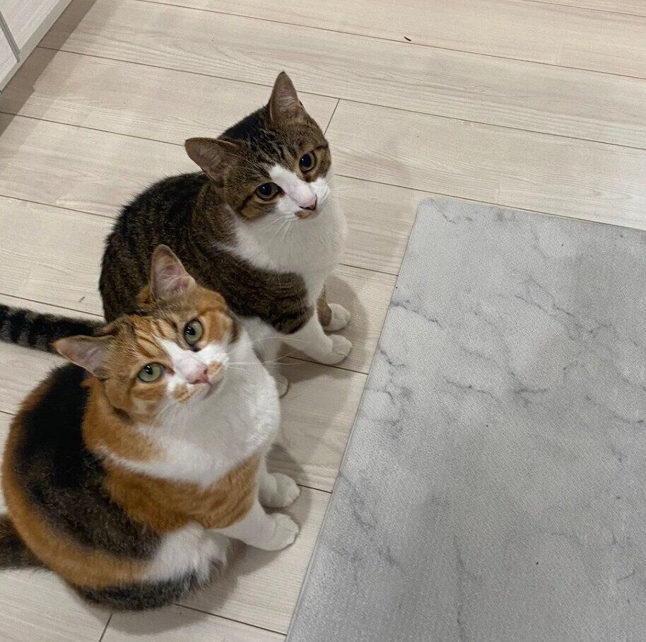 「ゴハンをもらってないふり」をするハナちゃん、ミニくん