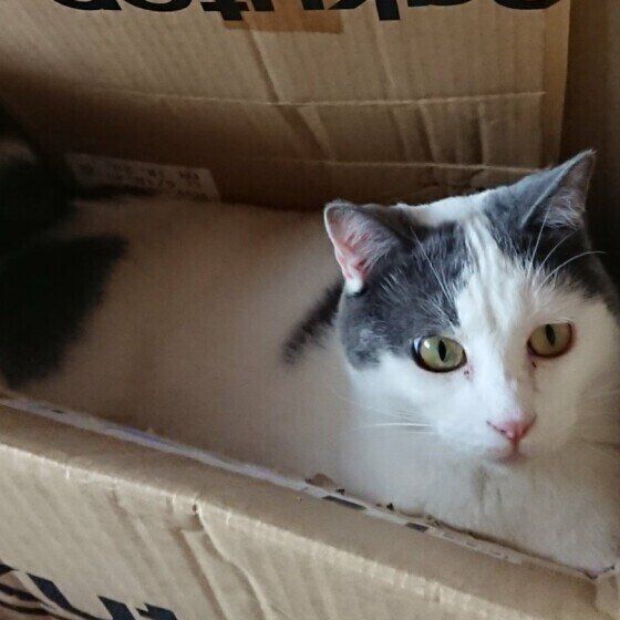 ダンボール箱の中に入る猫