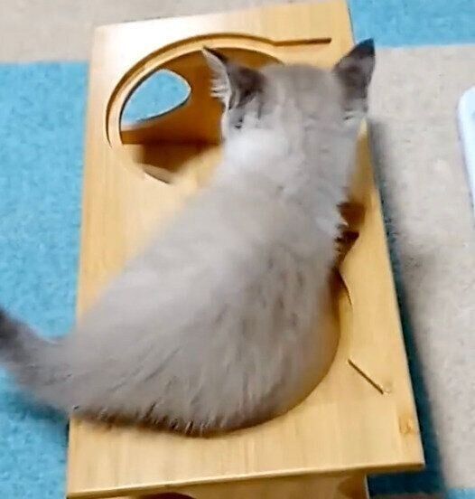 食器台で遊ぶ柱太郎くん