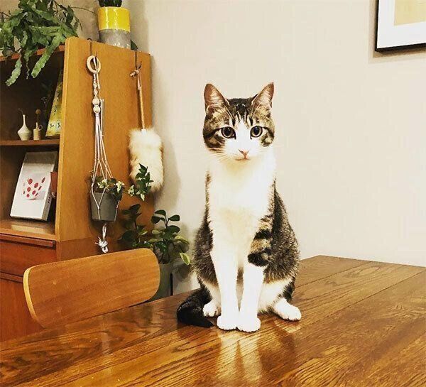 テーブルの上に座るしゃこちゃん