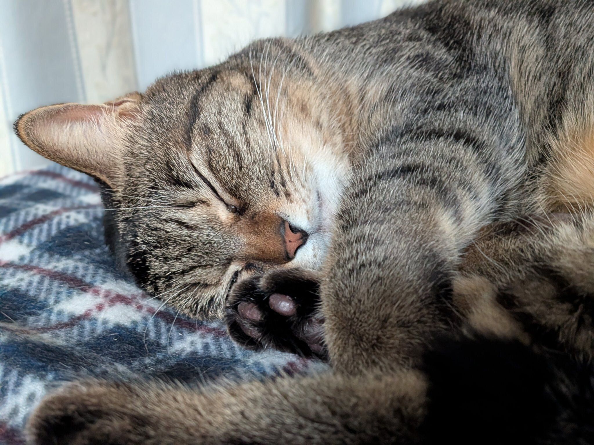 安心したように眠るCielちゃん