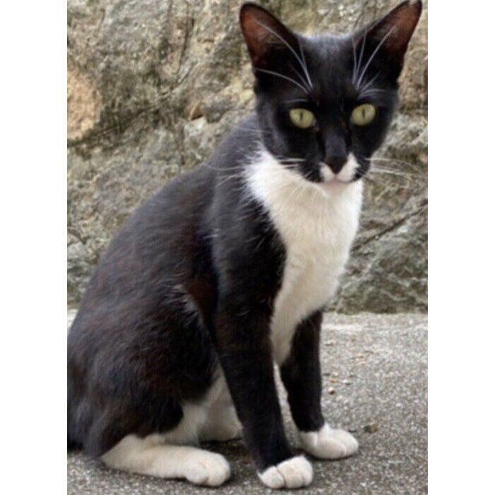 保護主さんが撮影した野良猫時代のよるちゃんの写真