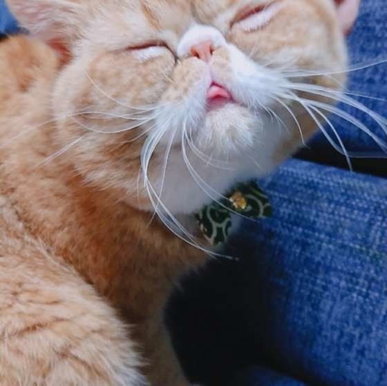 舌を出すエキゾチックショートヘア