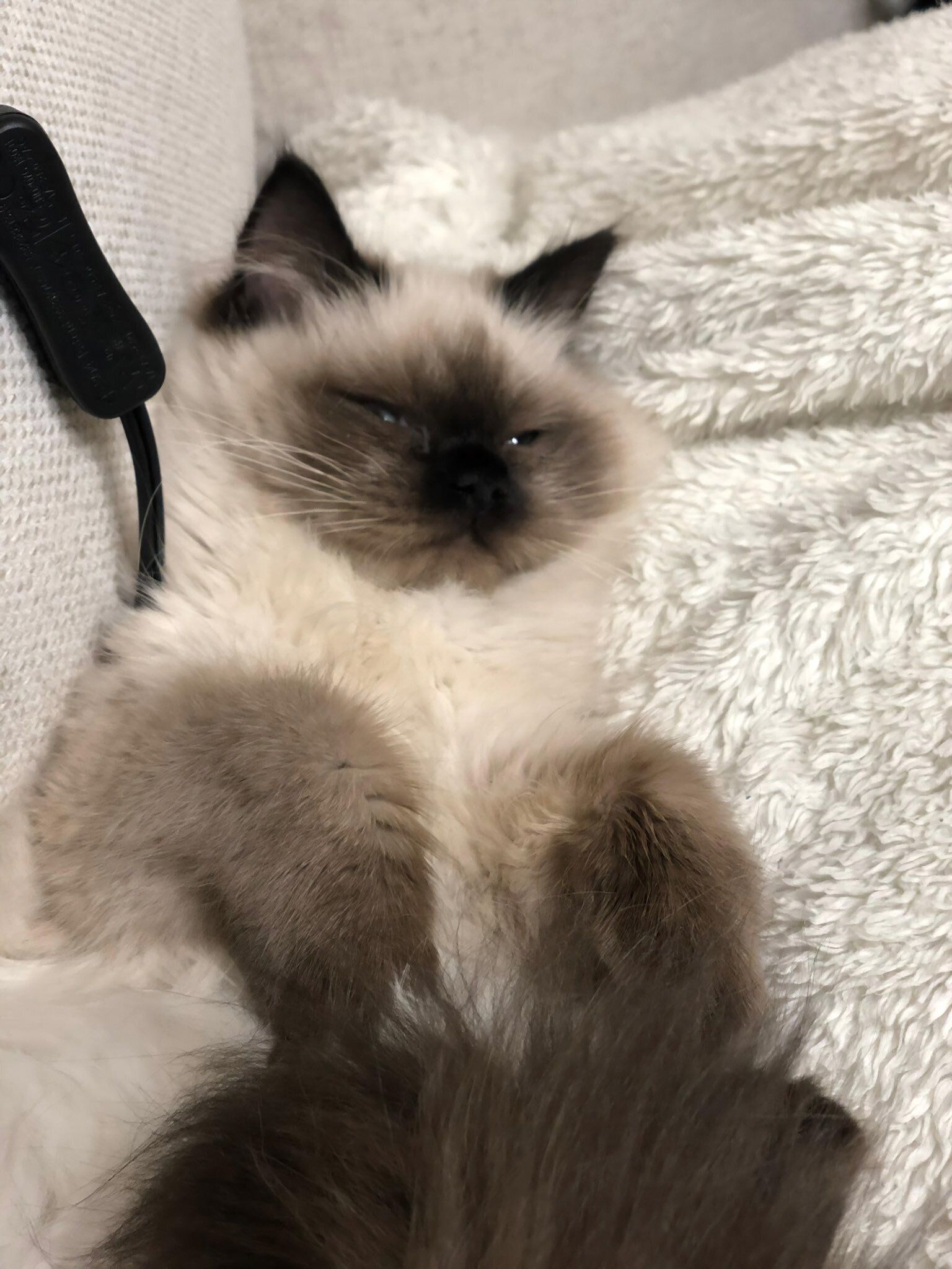 生後4カ月のヒマラヤン