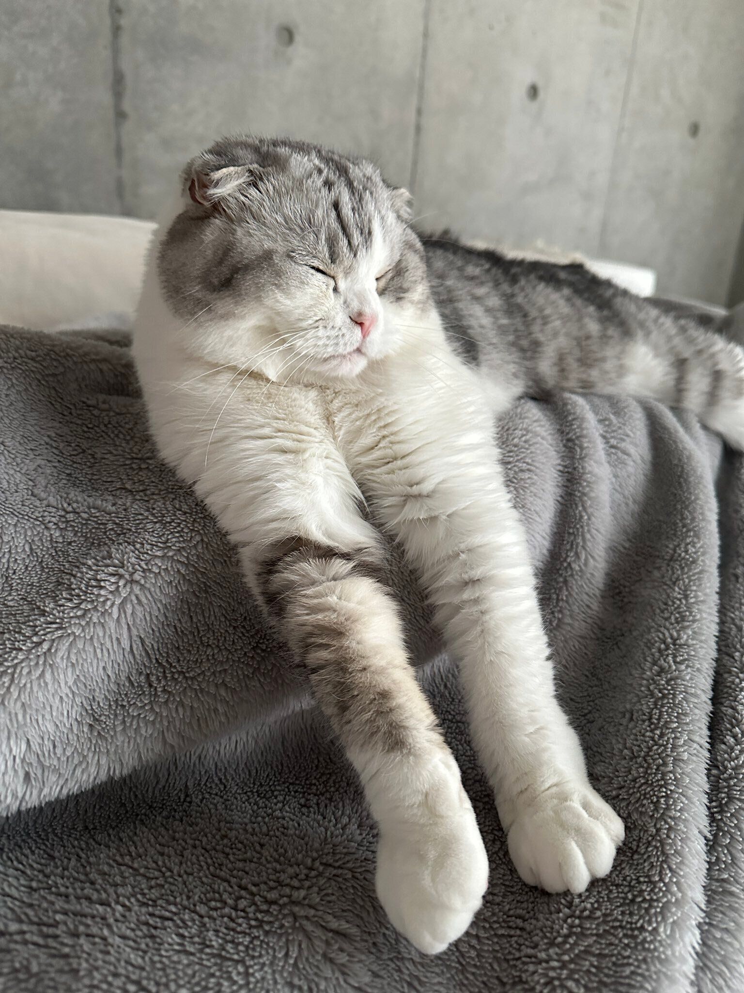 前足を伸ばして寝ているスコティッシュフォールド