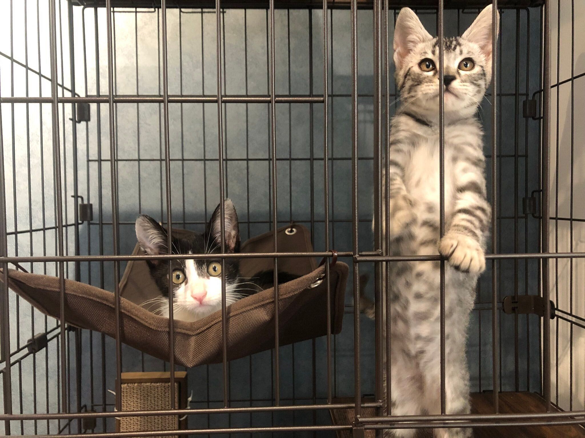 ケージに入っている2匹の子猫