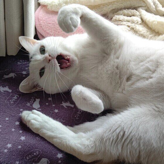 寝っ転がりながら鳴くミケ猫