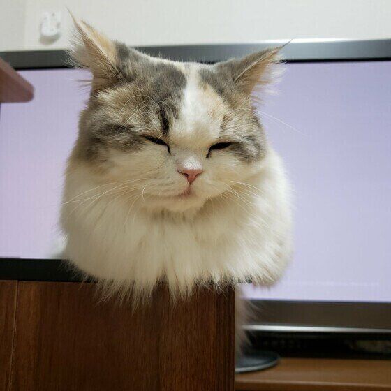 テレビのど真ん中で妨害するミヌエット