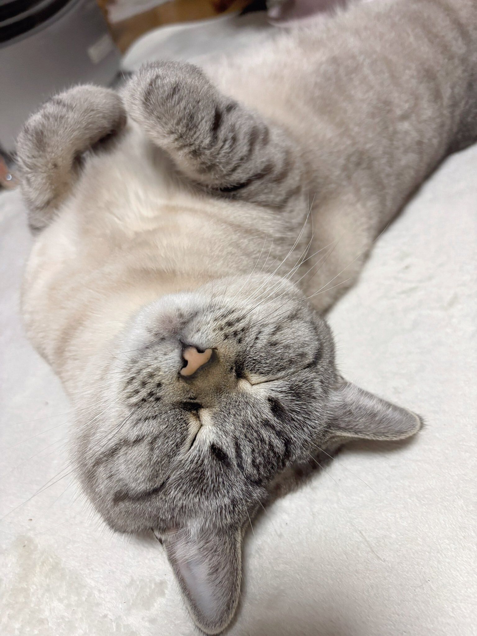 気持ちよさそうに眠る猫