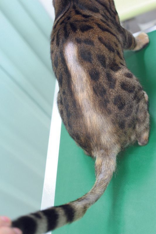 写真提供／北川犬猫病院