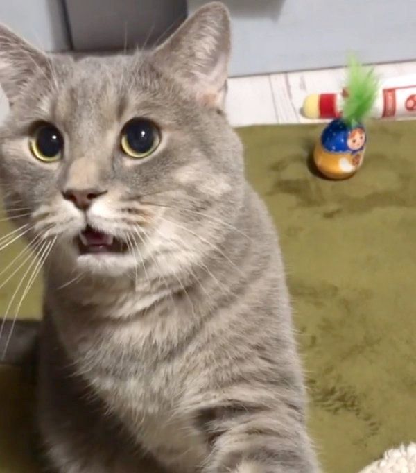 甘えるあぽろくん