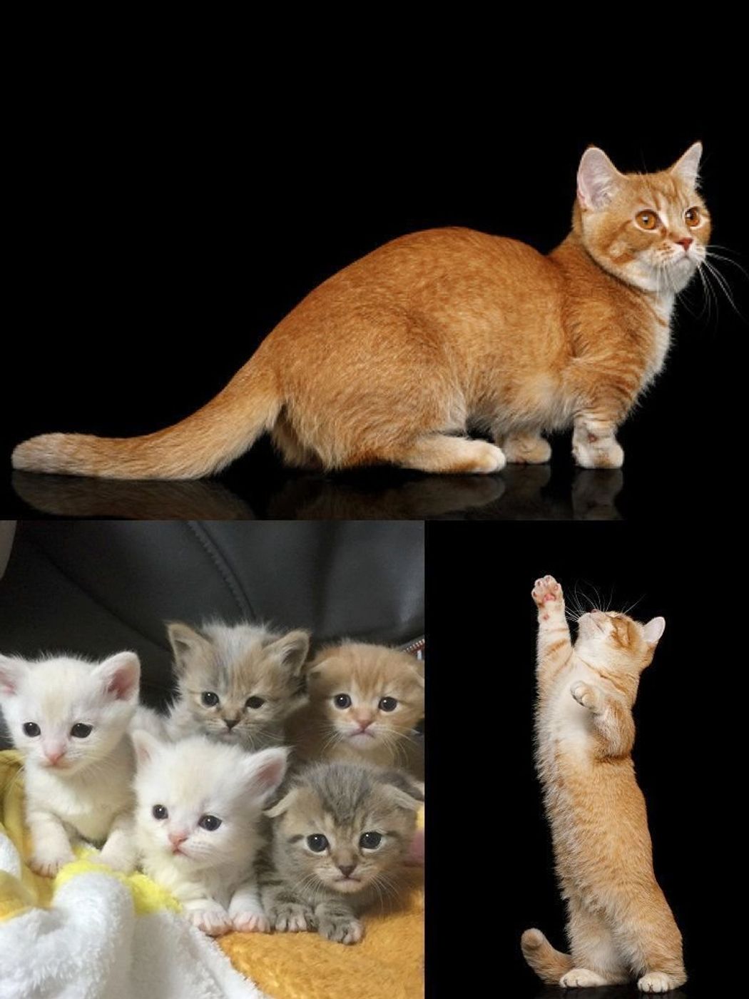 マンチカンの特徴と性格 飼い方 価格相場など 猫図鑑 ねこのきもちweb Magazine マンチカンの特徴と性格 飼い方 価格相場など 猫図鑑 ねこのきもちweb Magazine