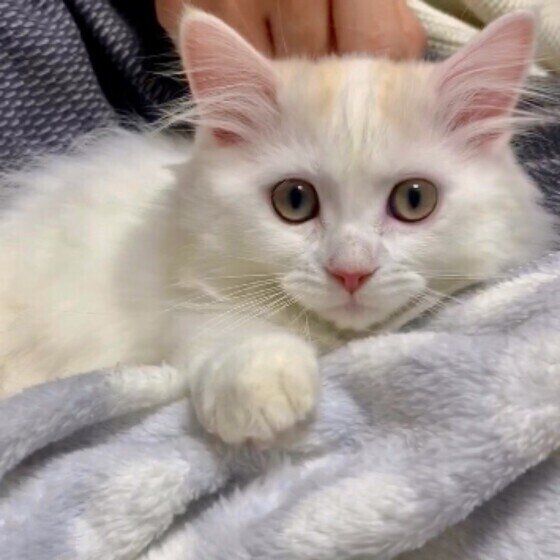 ブラッシングをするミヌエットの子猫