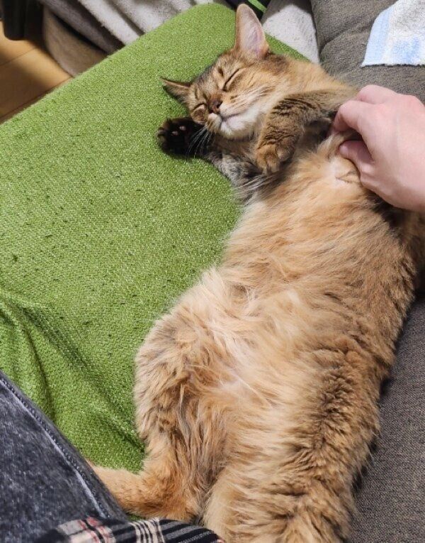 8才になっても可愛らしい表情は一緒のウェルちゃん