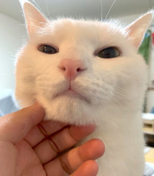 アゴを撫でられる猫