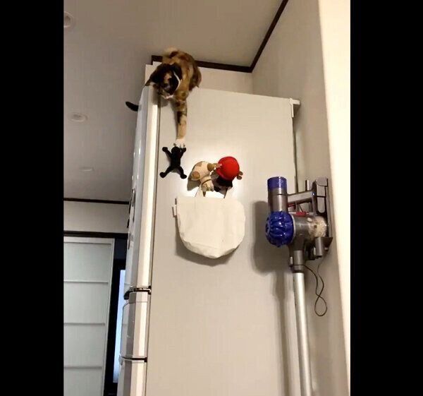 「ショッカー」を捕獲するひじきちゃん