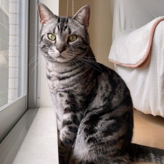 外を見るアメリカンショートヘア