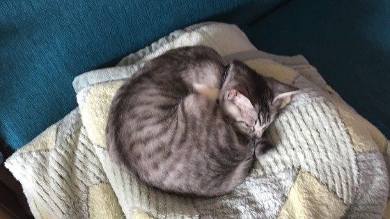 アンモニャイトポーズをするサバトラのとわくん