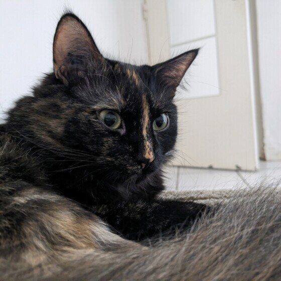 寝転がるサビ猫