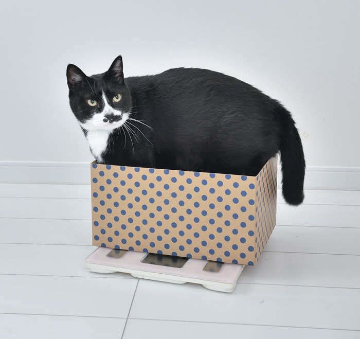 愛猫好みの段ボール箱をセット