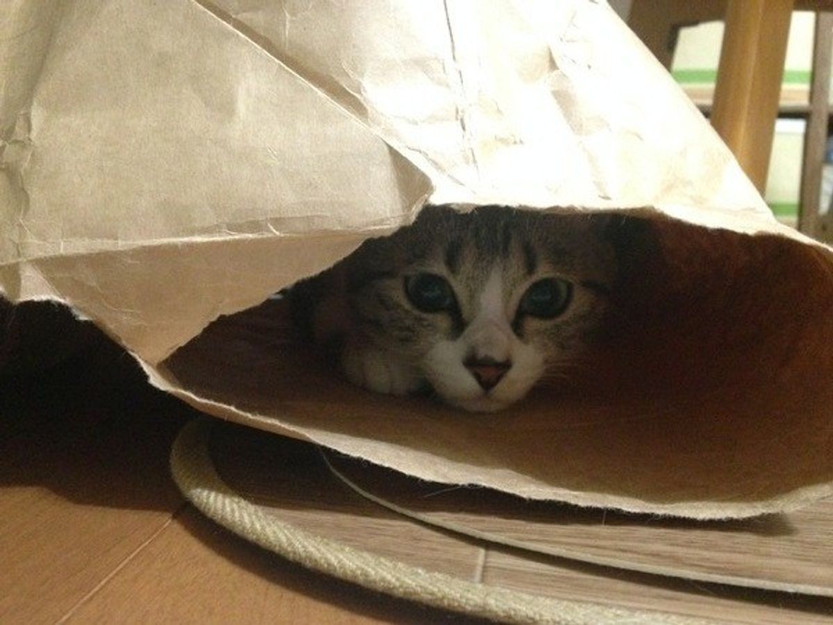猫が段ボール箱を好むのはなぜ ガジガジ噛みつく理由についても解説 ねこのきもちweb Magazine 猫が段ボール箱を好むのはなぜ ガジガジ噛みつく理由についても解説 ねこのきもちweb Magazine