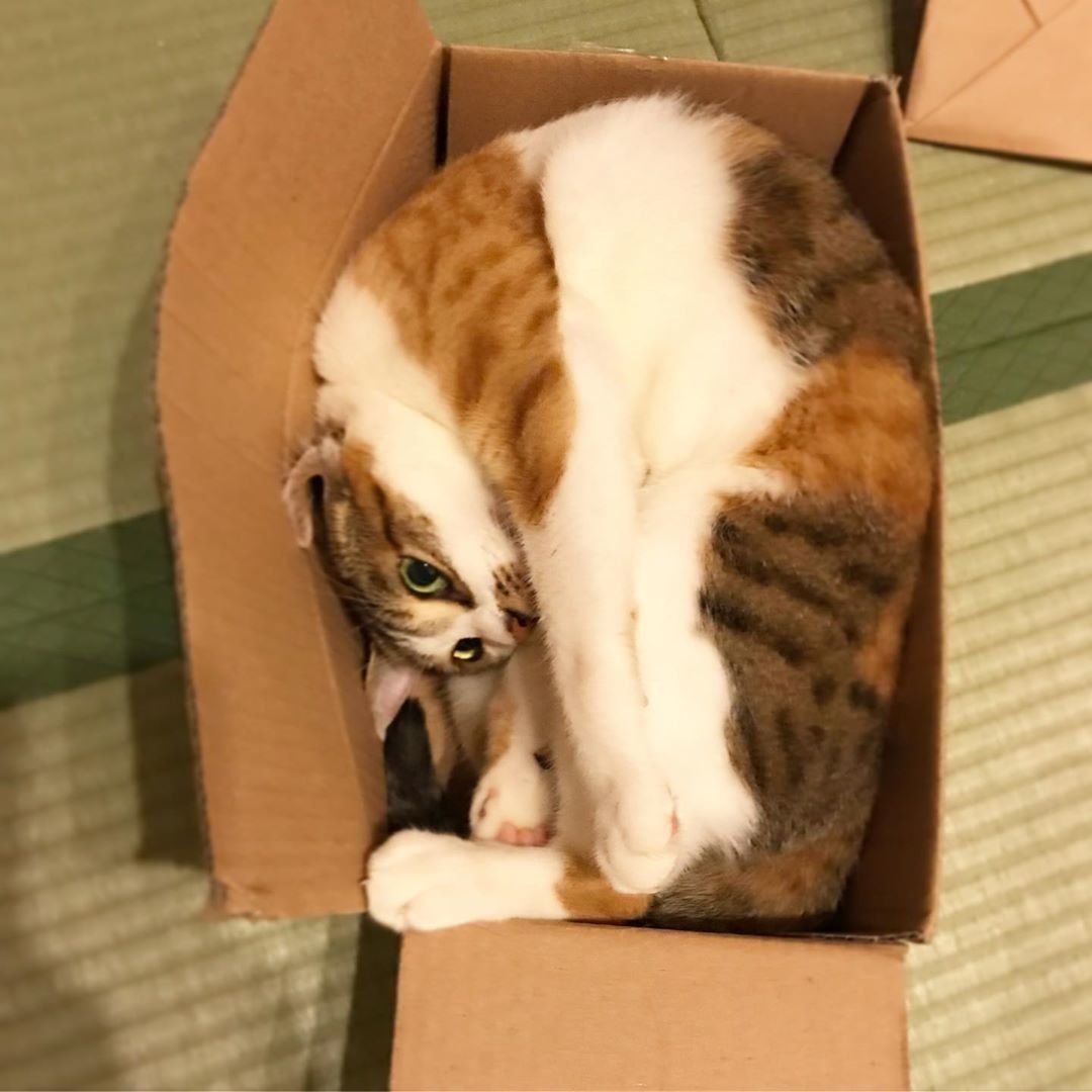 きれいに収まる小町ちゃん