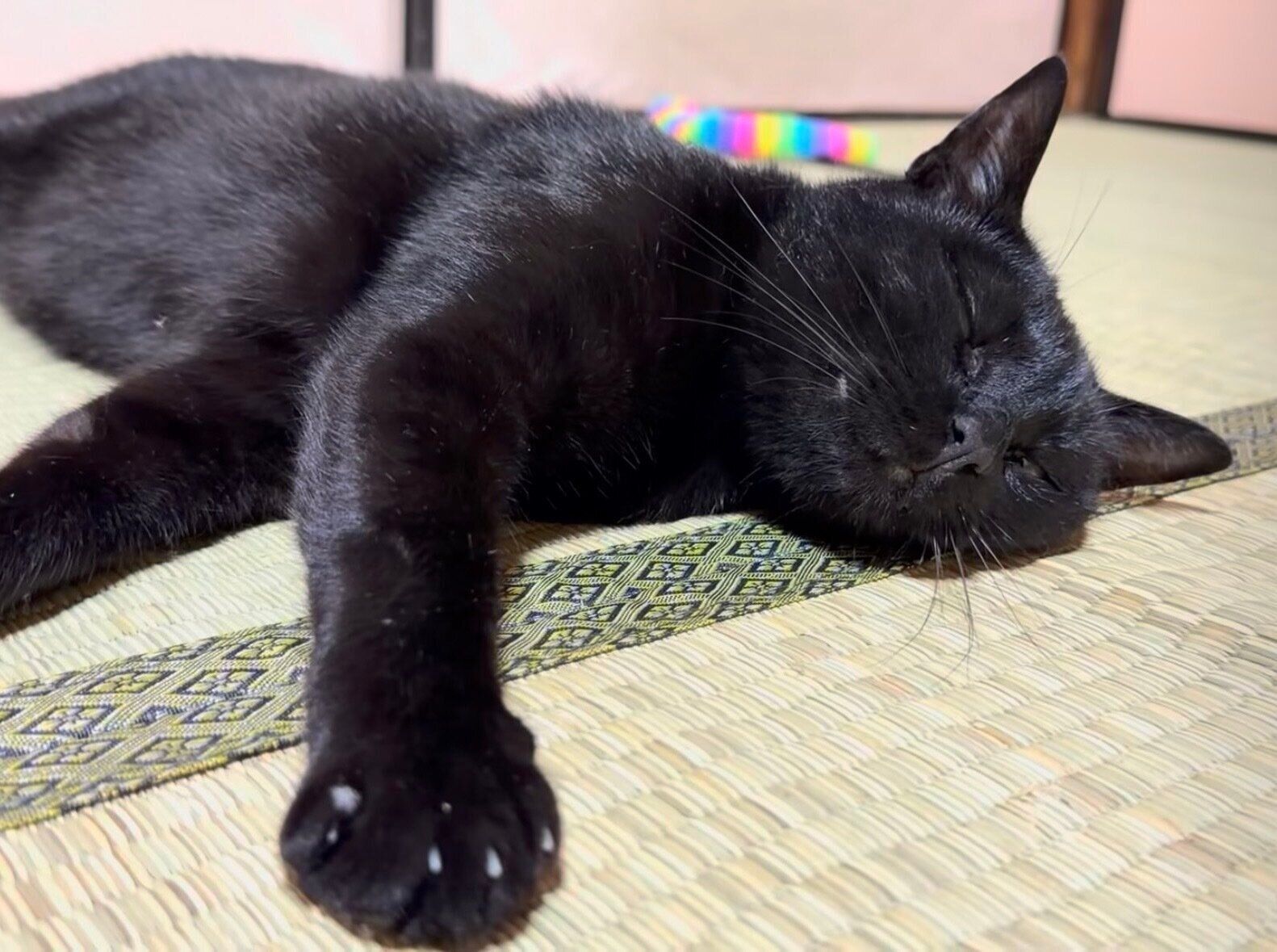 とろけるように寝る三浦ちゃん。