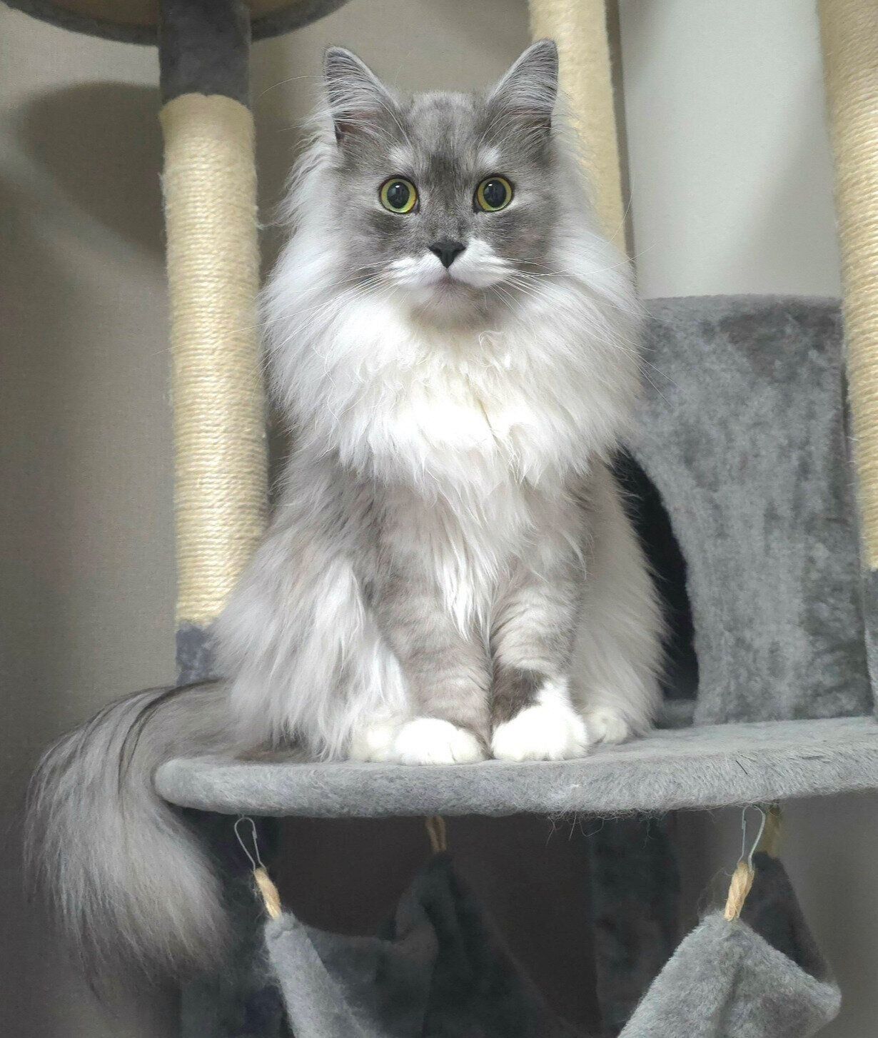 見つめるらんまるくん