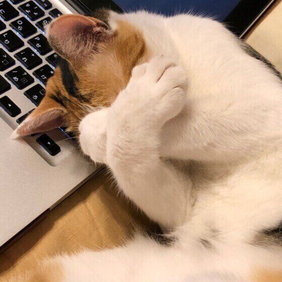 PCの上で寝るミケの扇ちゃん