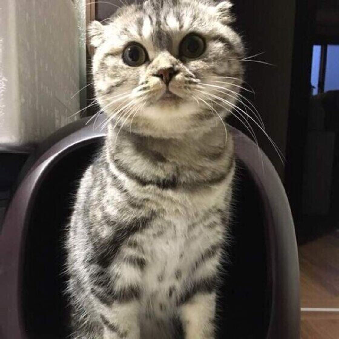 猛ダッシュして爪とぎも 猫がトイレのときに見せる不思議な行動のワケ ねこのきもちweb Magazine