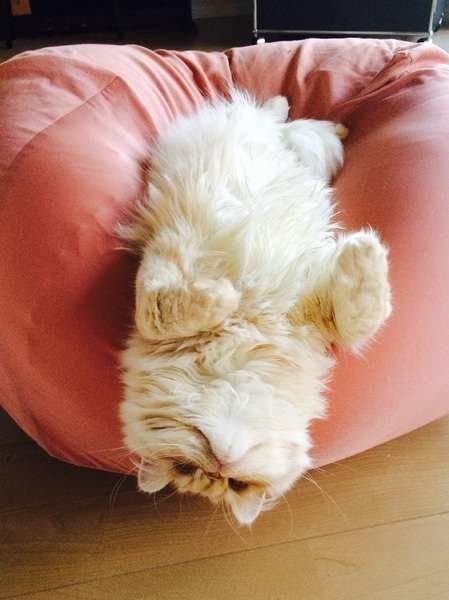 人をダメにするソファでくつろぐエキゾチックショートヘア