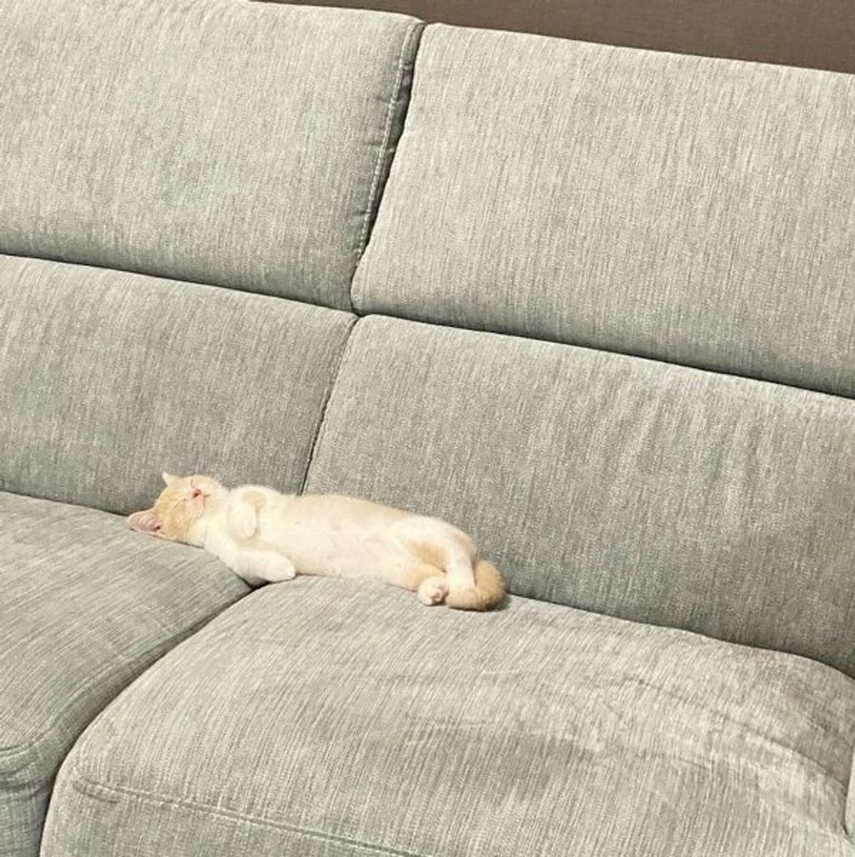 ちっさいおっさんおる まるで 人のような寝相 で熟睡する子猫の可愛さがスゴい ねこのきもちweb Magazine ちっさいおっさんおる まるで 人のような寝相 で熟睡する子猫の可愛さがスゴい ねこのきもちweb Magazine