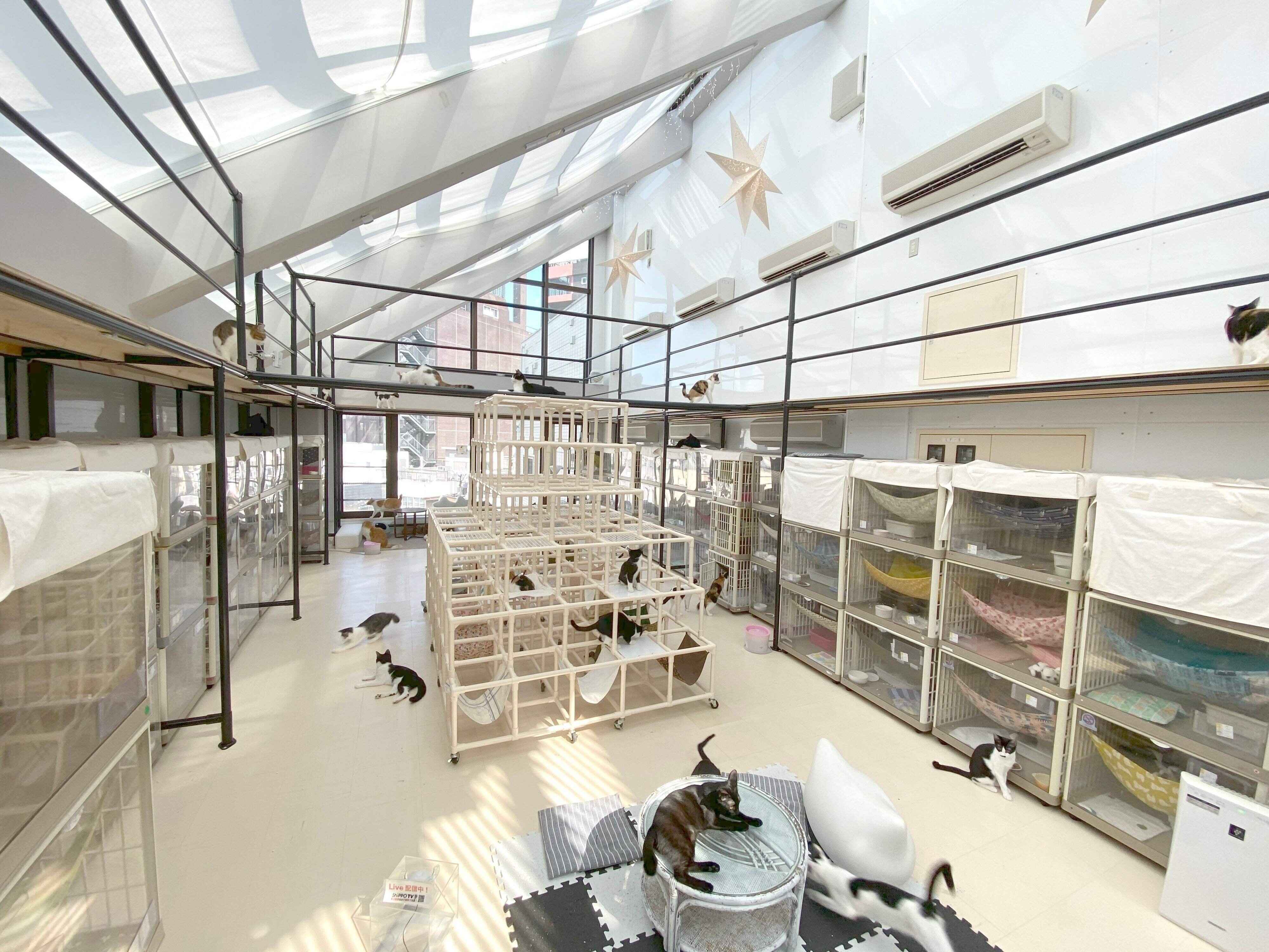 天窓からの日差しで、日向ぼっこを楽しむ猫たち