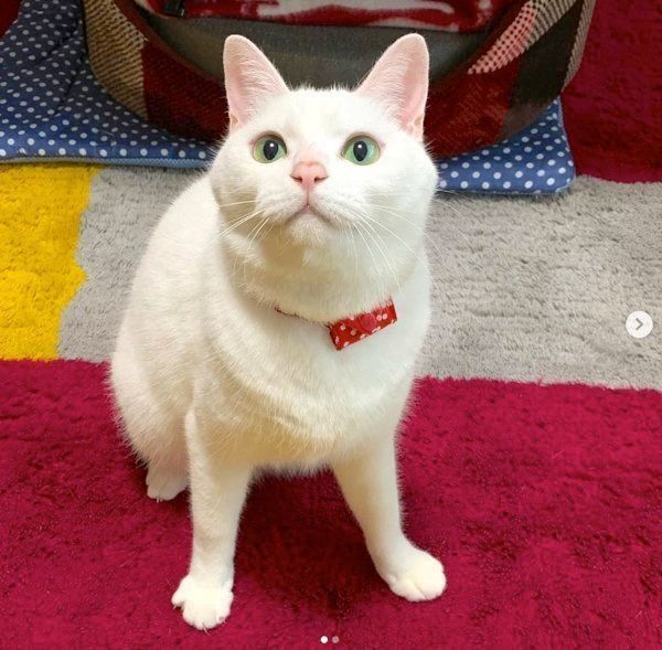 元保護猫・ミカヅキちゃん