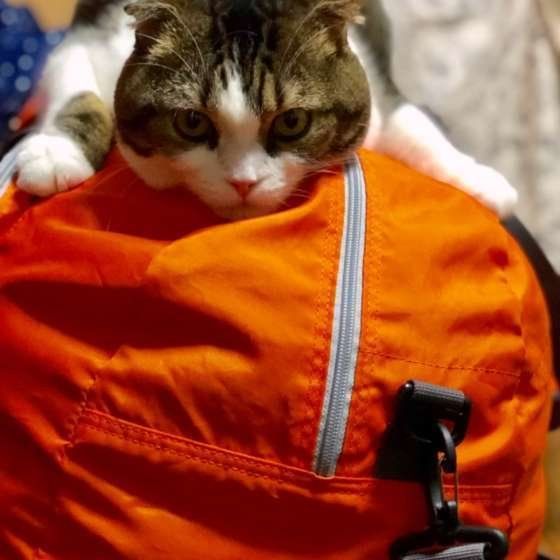 猫が邪魔しがちな飼い主の行動4選 邪魔したくなる理由にキュン♡｜ね 