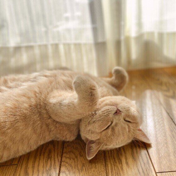 スコティッシュフォールドのあずきちゃん