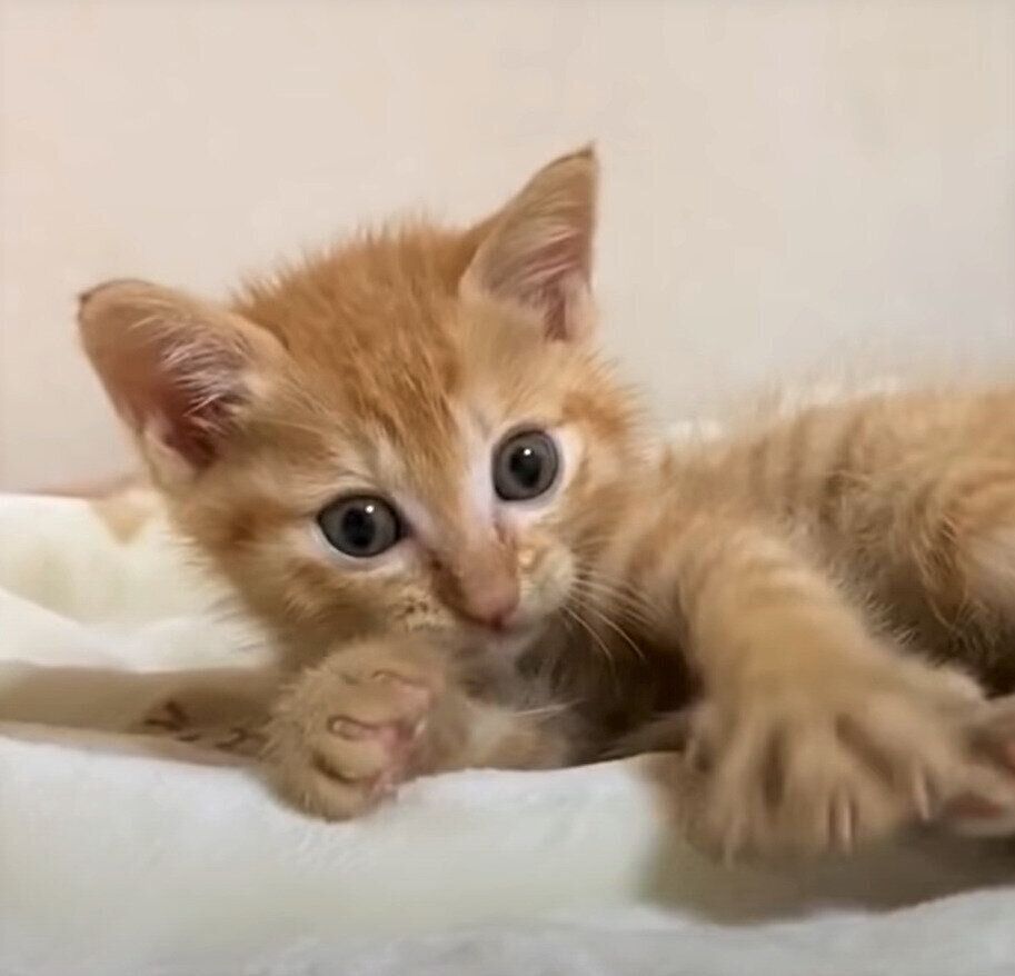 子猫のリクちゃん