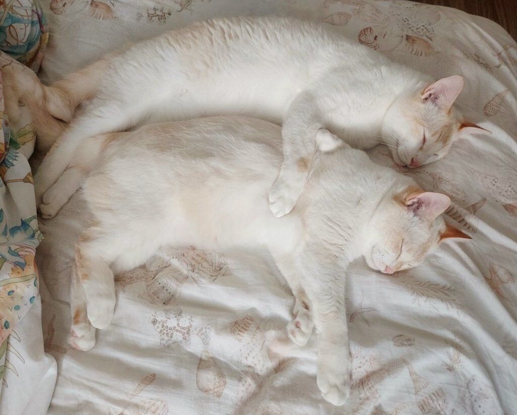 くっつく噛太郎くん、たま子ちゃん