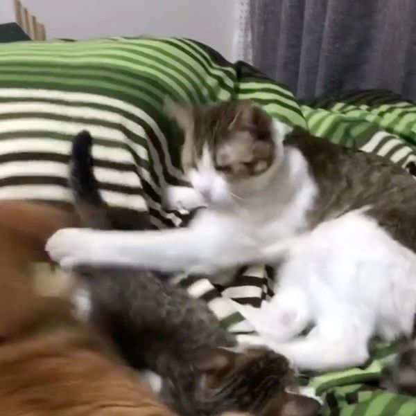 おやすみを邪魔されて怒る猫