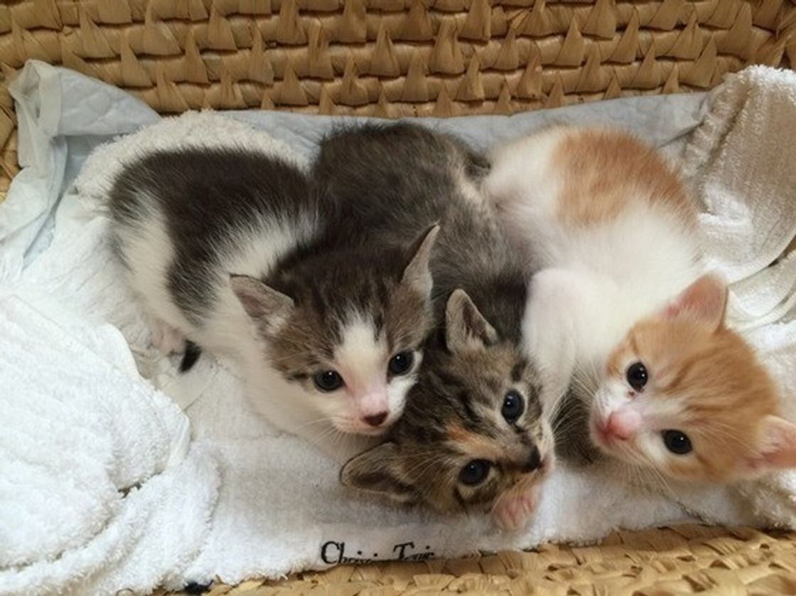 21年最新 超可愛い子猫の画像まとめ Snsで話題の画像も ねこのきもちweb Magazine 21年最新 超可愛い子猫の画像まとめ Snsで話題の画像も ねこのきもちweb Magazine