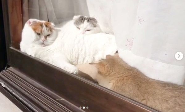 窓際で日向ぼっこするライくん・いとさん・カイくん