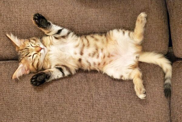 ヘソ天するみきちくん