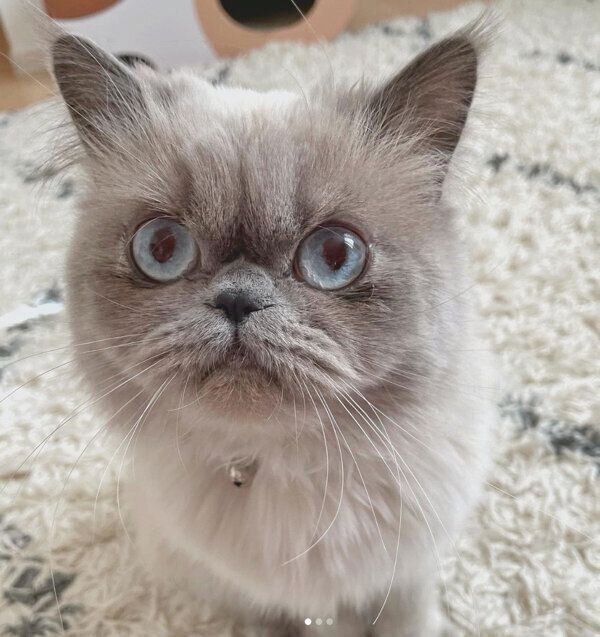 見つめるほたてくん