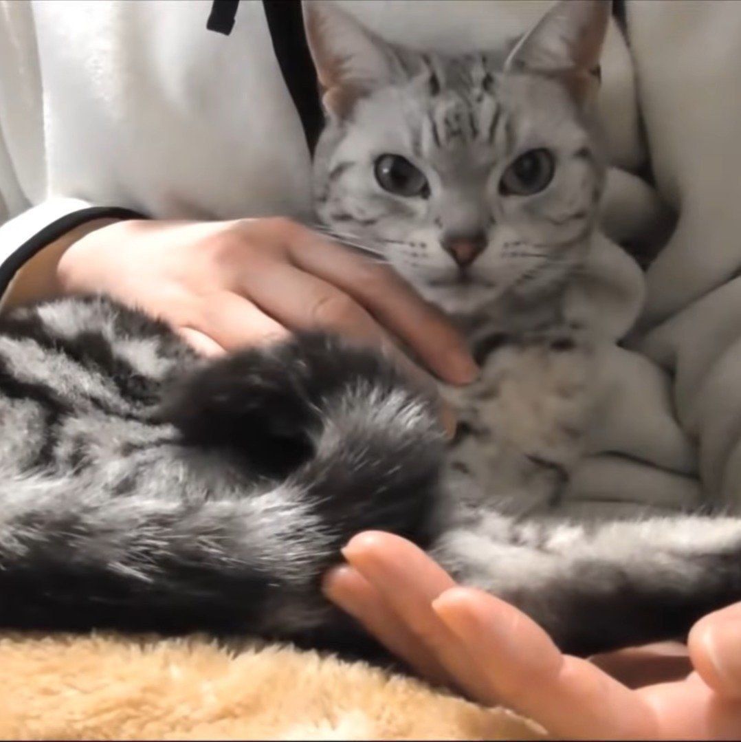 母ちゃんに甘えるあめちゃん