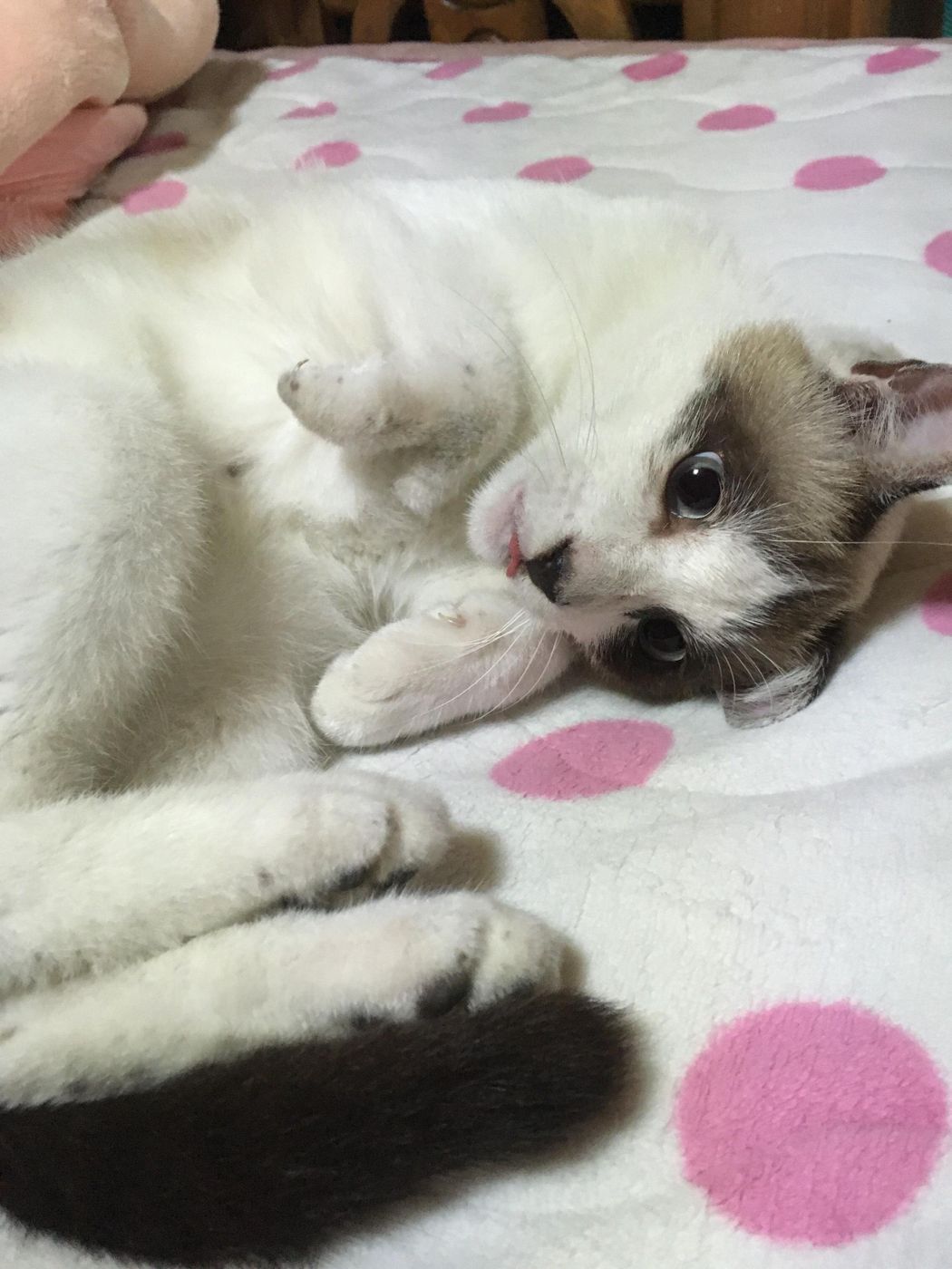 猫飼い川柳 が面白い 愛猫のしぐさにふと思う 飼い主さん心の一句特集 猫あるある川柳5選 Vol 03 ねこのきもちweb Magazine 猫飼い川柳 が面白い 愛猫のしぐさにふと思う 飼い主さん心の一句特集 猫あるある川柳5選 Vol 03 ねこのきもちweb Magazine