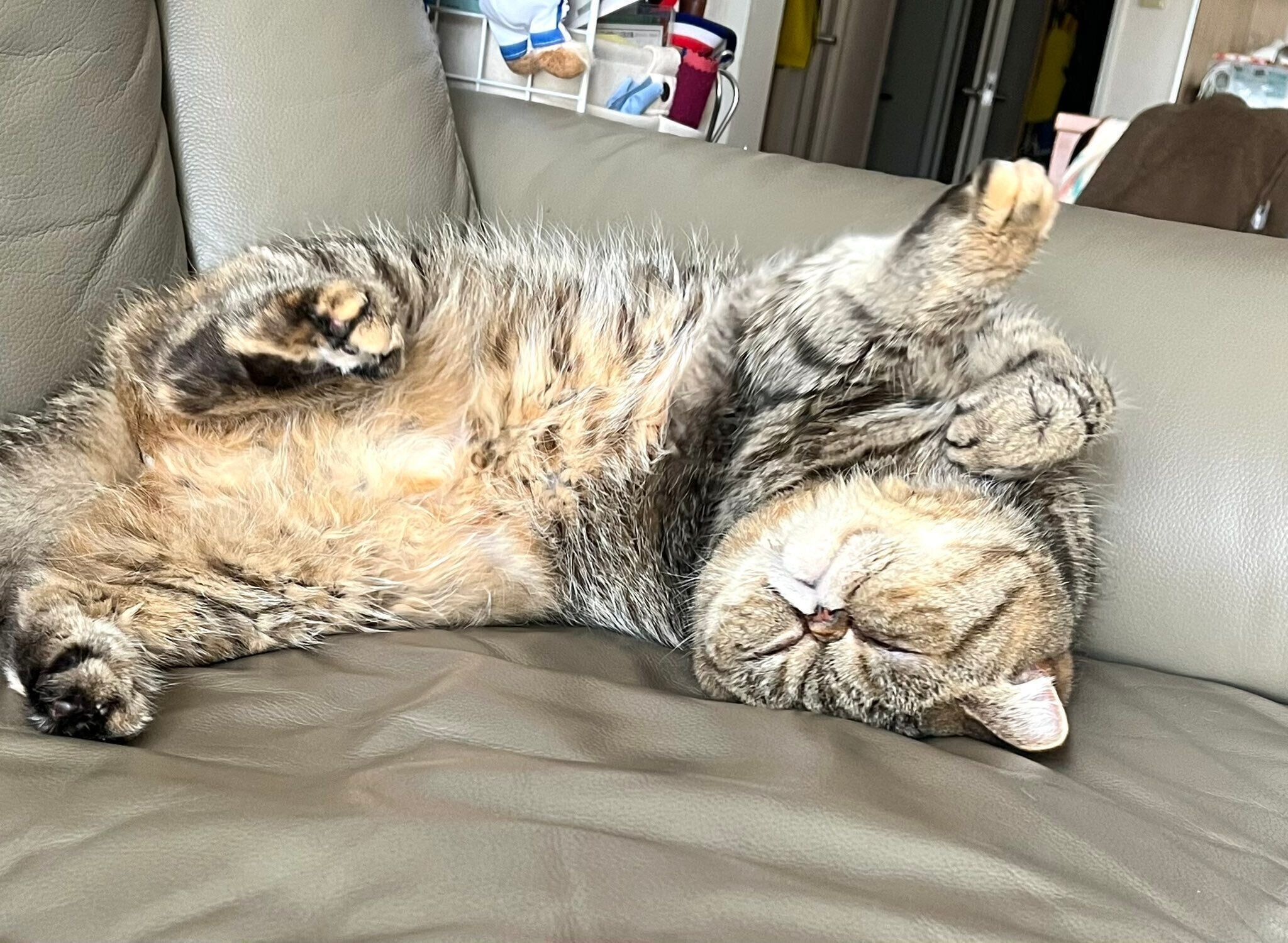 気持ちよさそうに眠るシャボンちゃん