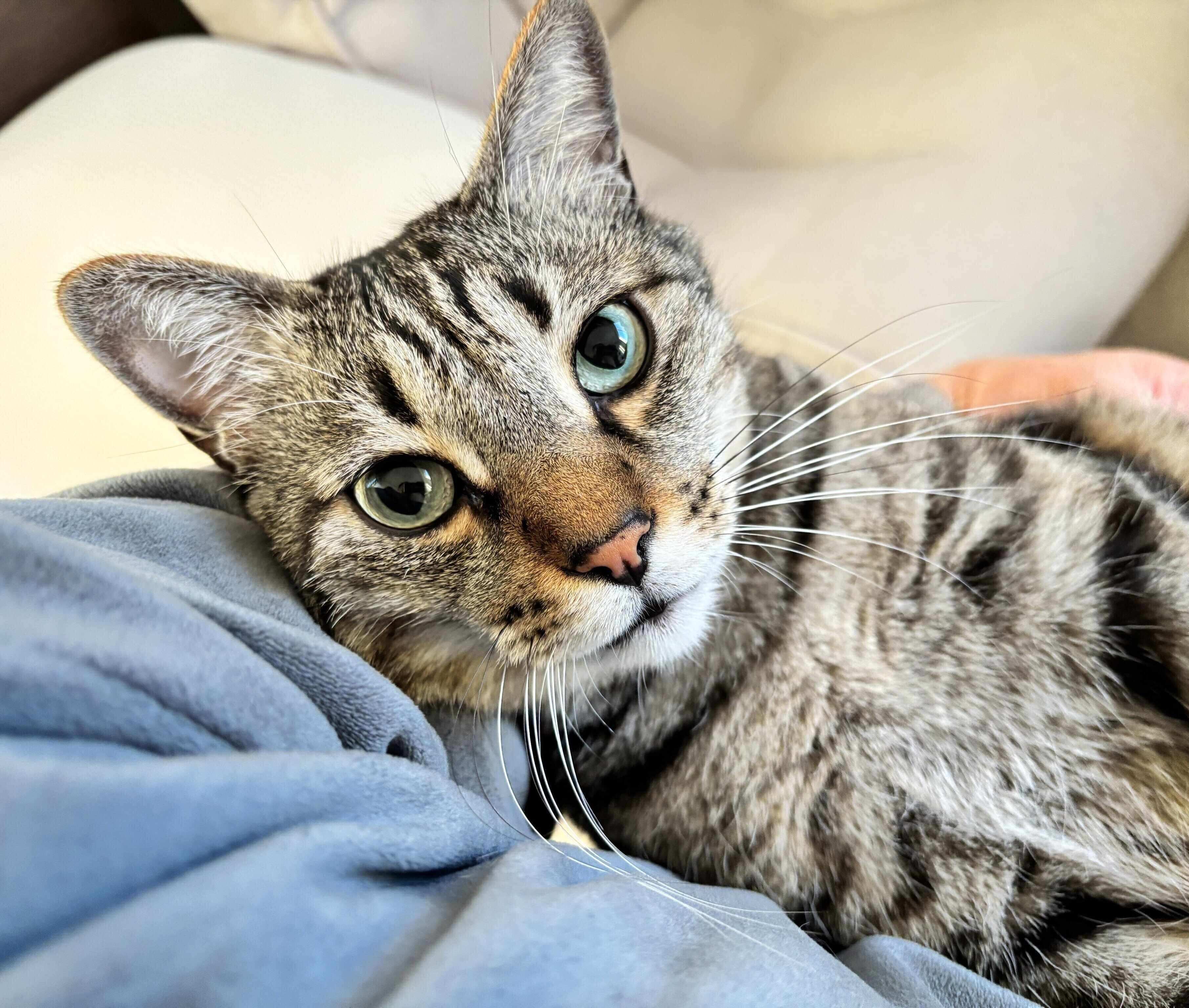 飼い主さんに抱っこされるボンくん