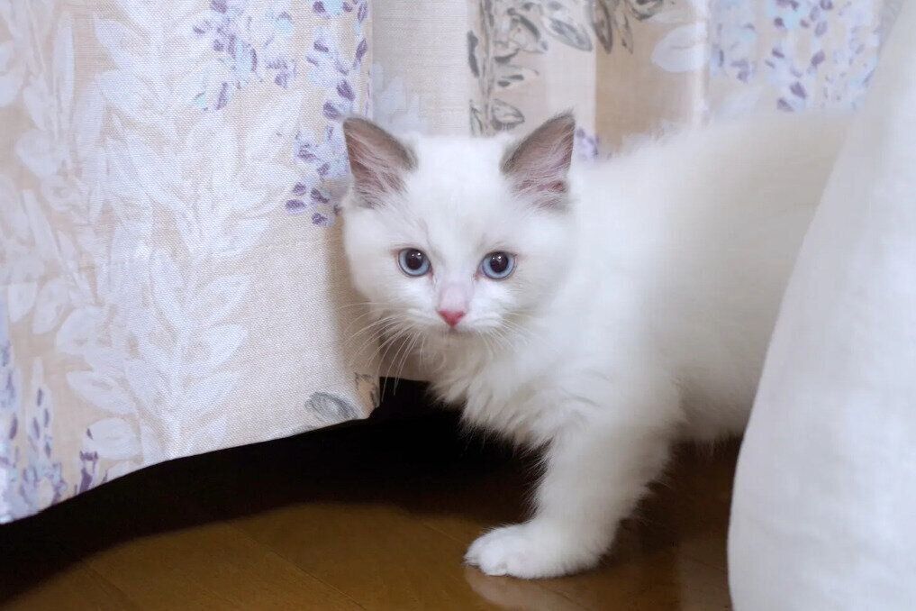 生後2カ月頃のラグドール