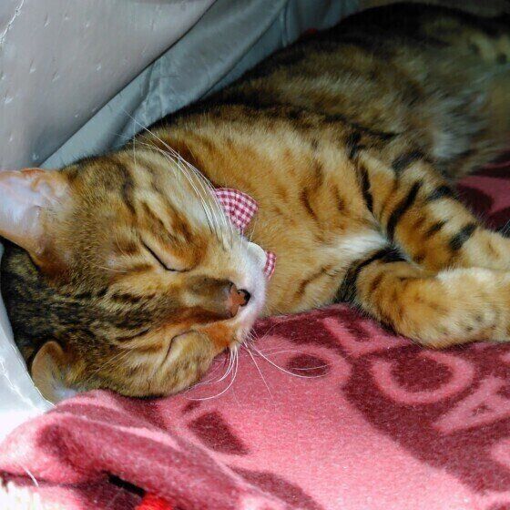 ベンガルのテトちゃん