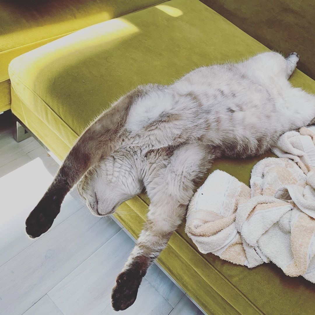 どこまでも溶けるあずき豆ちゃん